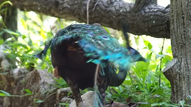 Peacock äter — Stockvideo