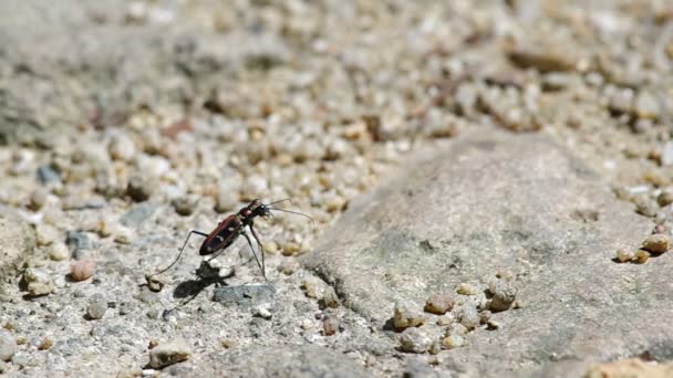 Tiger beetle on the ground — Stock Video