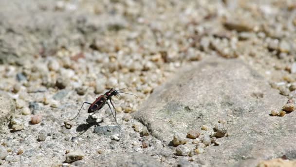 Tiger beetle na ziemi — Wideo stockowe