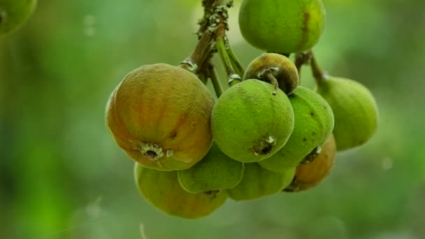 Ficus vruchten met de kleine vliegen — Stockvideo