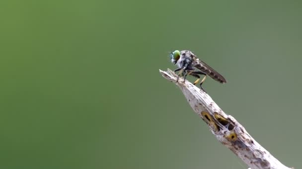 Rover fly vliegt weg — Stockvideo