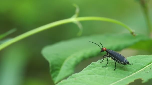 Blister beetle on green leaf — Stock Video