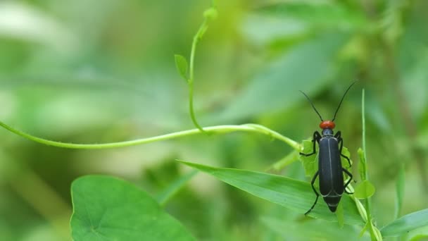 Blister beetle is climbing — Stock Video