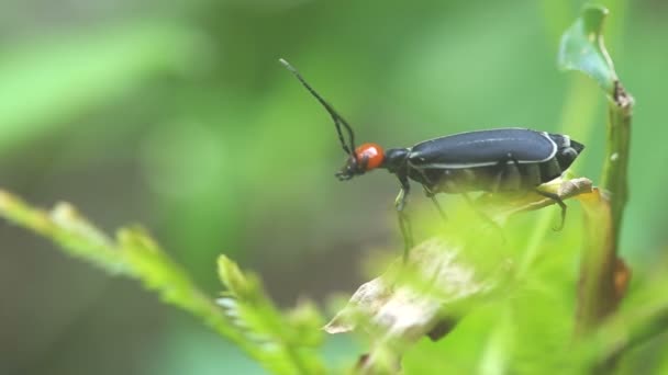 Blåsan beetle flytta huvudet — Stockvideo