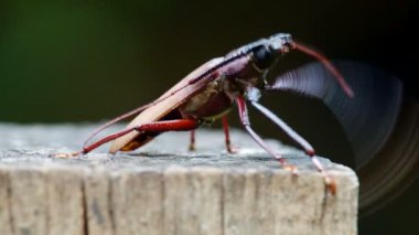 uzun - boynuzlu böcek agresif hareket