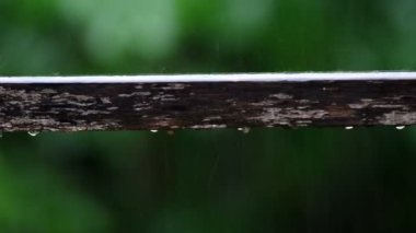 ahşap üzerine yağmur damlası