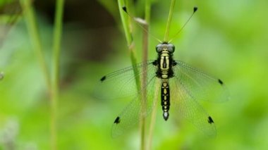antlion dinleniyor