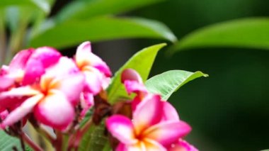 Yağmur sonra Plumeria çiçekler