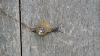 salyangoz duvara kaynıyor