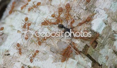 Weaver karıncalar siyah karınca saldırı