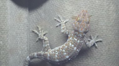 Gecko bataklık böcek yerken