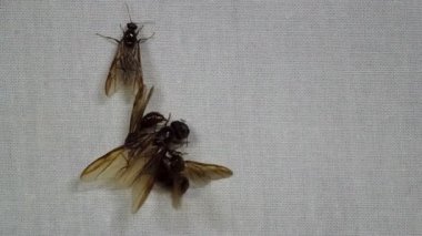 erkek kanatlı karınca ile dişi karınca çiftleşme