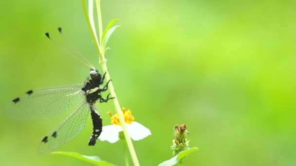 Antlion está descansando — Vídeo de stock