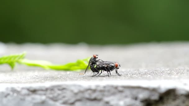 Fliegen paaren sich — Stockvideo