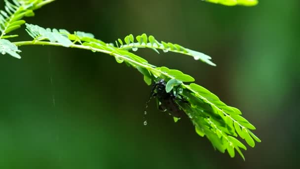 长角甲虫和雨 — 图库视频影像