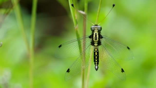 Antlion jest w stanie spoczynku — Wideo stockowe