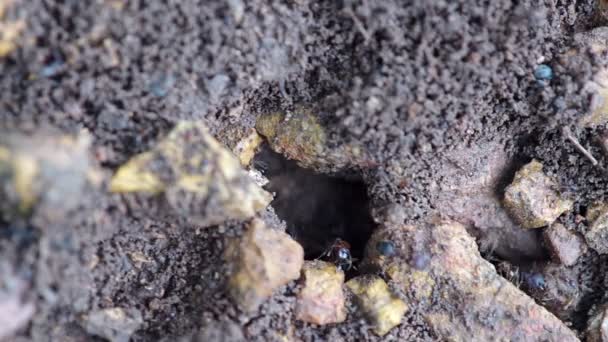 黑蚂蚁在母巢 — 图库视频影像