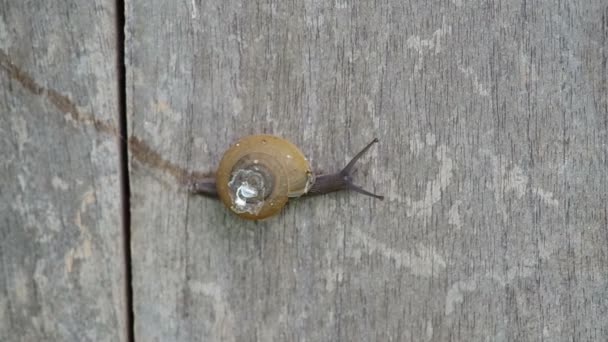 Caracol está rastejando na parede — Vídeo de Stock