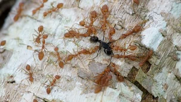 Hormigas tejedoras atacan hormiga negra — Vídeo de stock