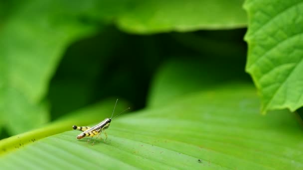 Το μικρό ακρίδα στην το banana leaf — Αρχείο Βίντεο