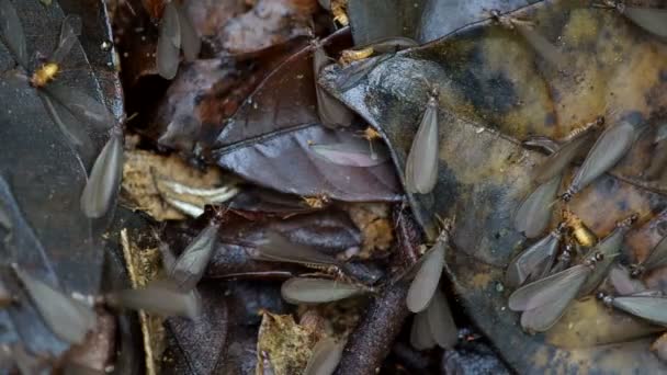 Termites ailés sur le sol forestier — Video