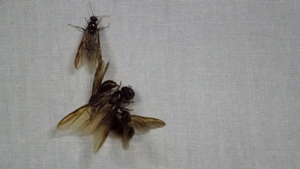 Maschio formica alata si sta accoppiando con la formica femminile — Video Stock