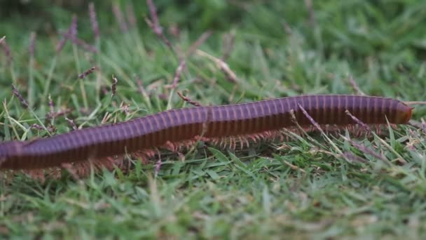 Millipede marche sur la pelouse — Video