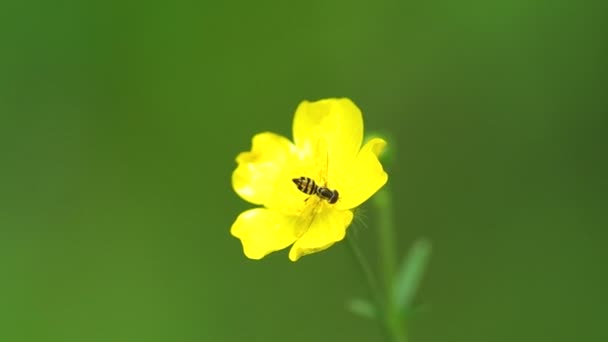 Flor mosca y flor — Vídeo de stock