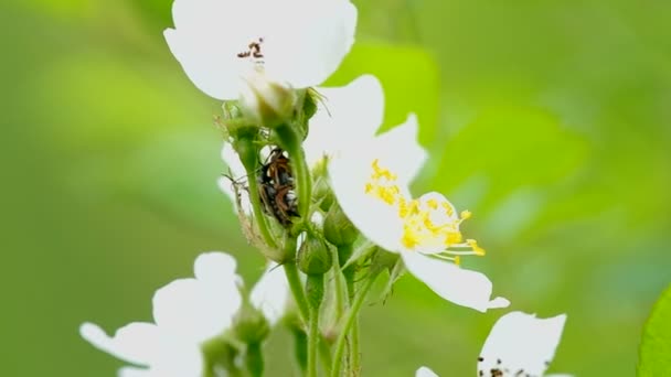 Böcekleri çiftleşme — Stok video
