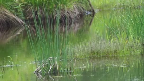 Eau dans les marais — Video