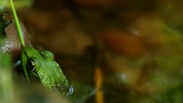 Rana è cercare di mangiare il millepiedi — Video Stock