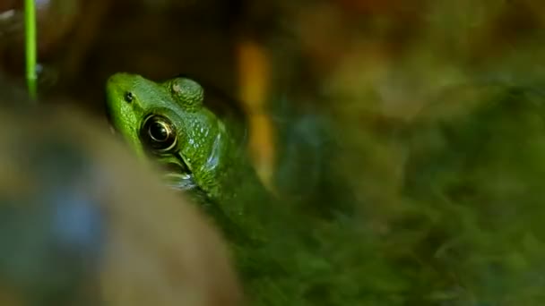 Frosch im Bach — Stockvideo