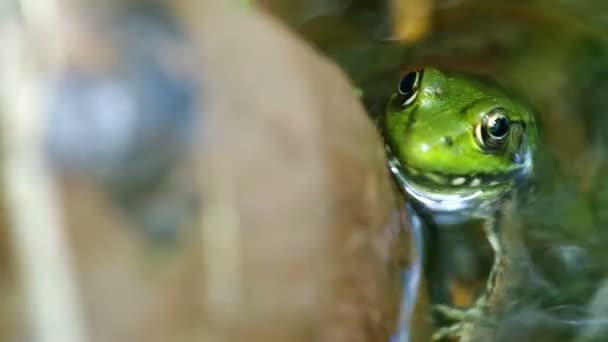 水の中のカエル — ストック動画