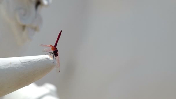 Libellule déplacer l'abdomen — Video