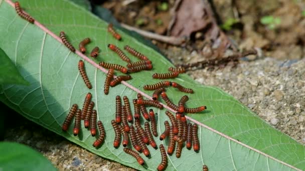 Gruppe von Wurm auf Blatt — Stockvideo