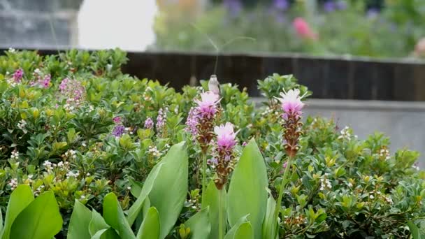 Vogelruhe auf der Blume — Stockvideo