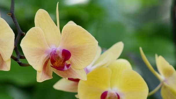 Mariposa flor de orquídea e vento — Vídeo de Stock