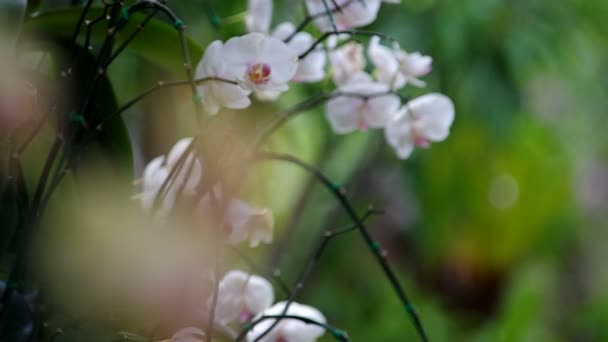 Mottenorchideengruppe im Garten — Stockvideo