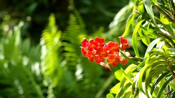 Orquídea rojiza en el verde — Vídeo de stock