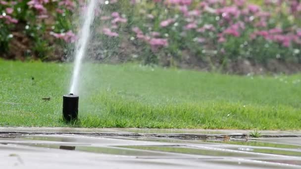 Aspersor de agua rocía agua a la planta — Vídeos de Stock