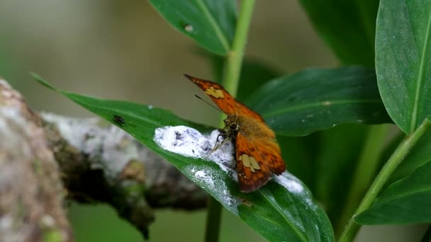 Skipper papillon boire des excréments d'animaux sauvages — Video