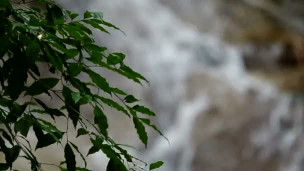 Wasserfall und die Pflanze — Stockvideo