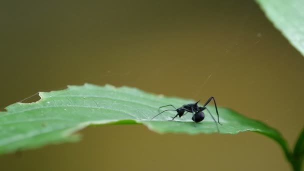 Fourmi noire déplacer antenne — Video