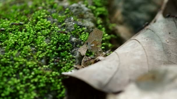 Fourmis noires sur la feuille sèche et le tapis de mousse — Video