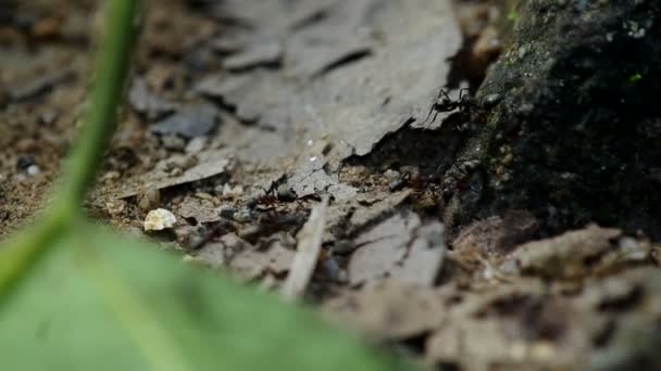 Hormigas negras están caminando en el suelo — Vídeos de Stock