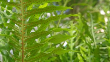 fern ile spor grupları