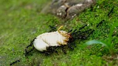 siyah karınca AVI böceği larvası