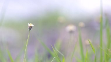 Otlak Coatbuttons çiçek