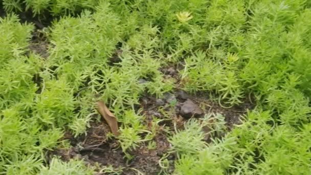 tapis végétal succulent sur le sol 