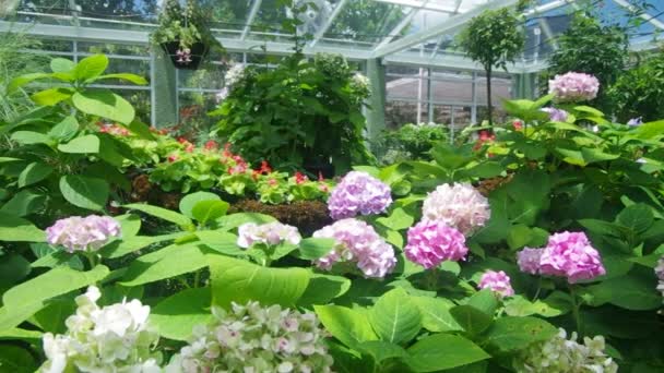 Hortensia in de serre — Stockvideo